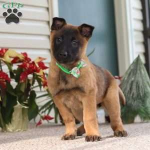 Honey, Belgian Malinois Puppy